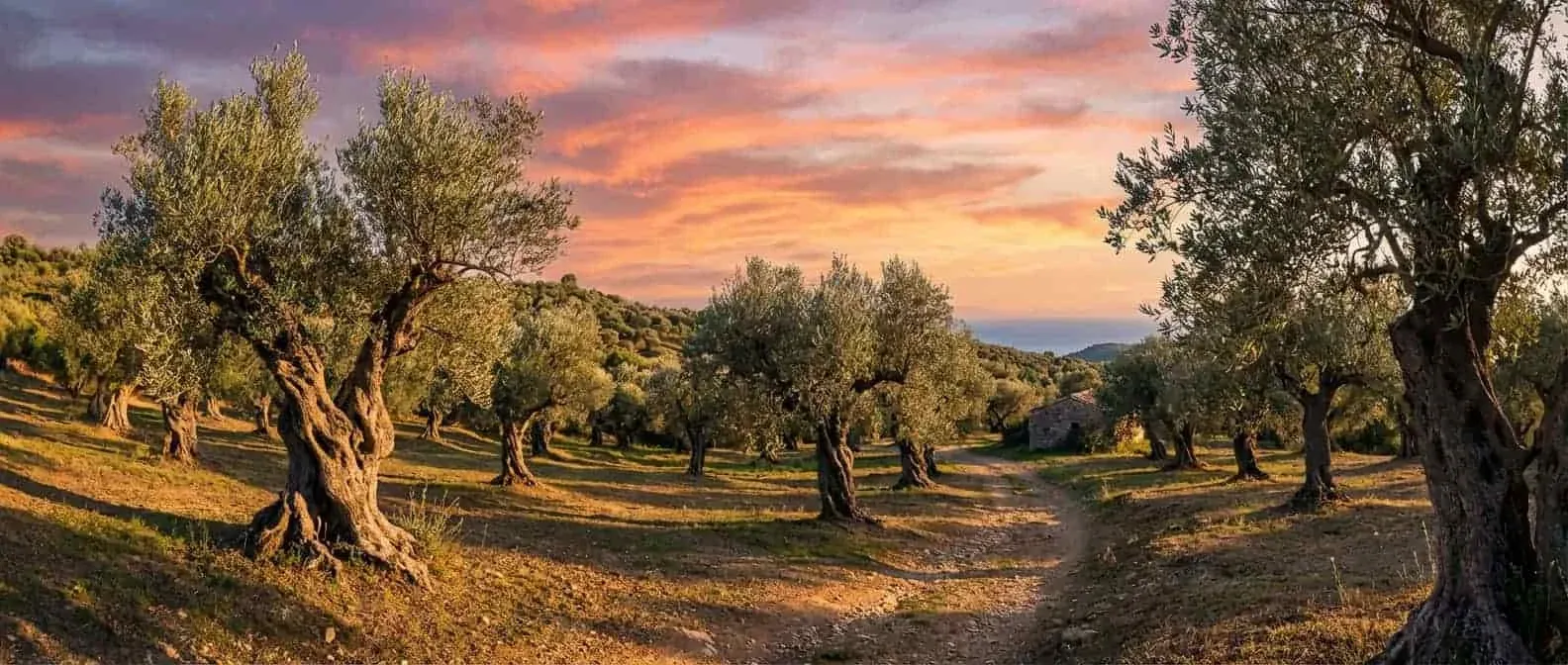 Olive grove landscape at sunset with mature trees, illustrating the source of olive wood